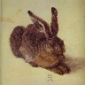 Albrecht Durer. A Young Hare. 1502.jpg (20707 bytes)