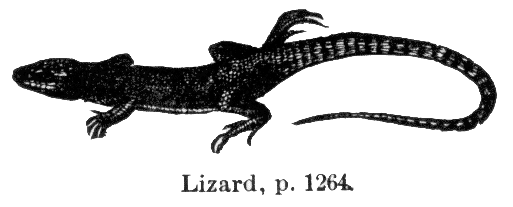 Lizard Gif