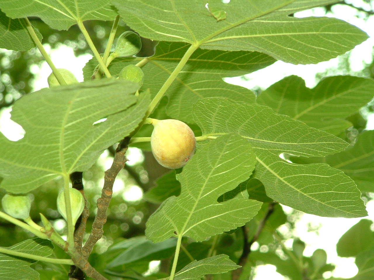 The Figs