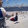 Luring gulls close to crap on Patricia.JPG (597041 bytes)