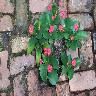 A Crown of Thorns Cactus3 .JPG (233956 bytes)