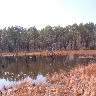 Beaver Pond.jpg (350117 bytes)