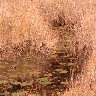 Gator Path in marsh.jpg (318628 bytes)