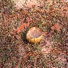 Mushroom bowl.jpg (338989 bytes)
